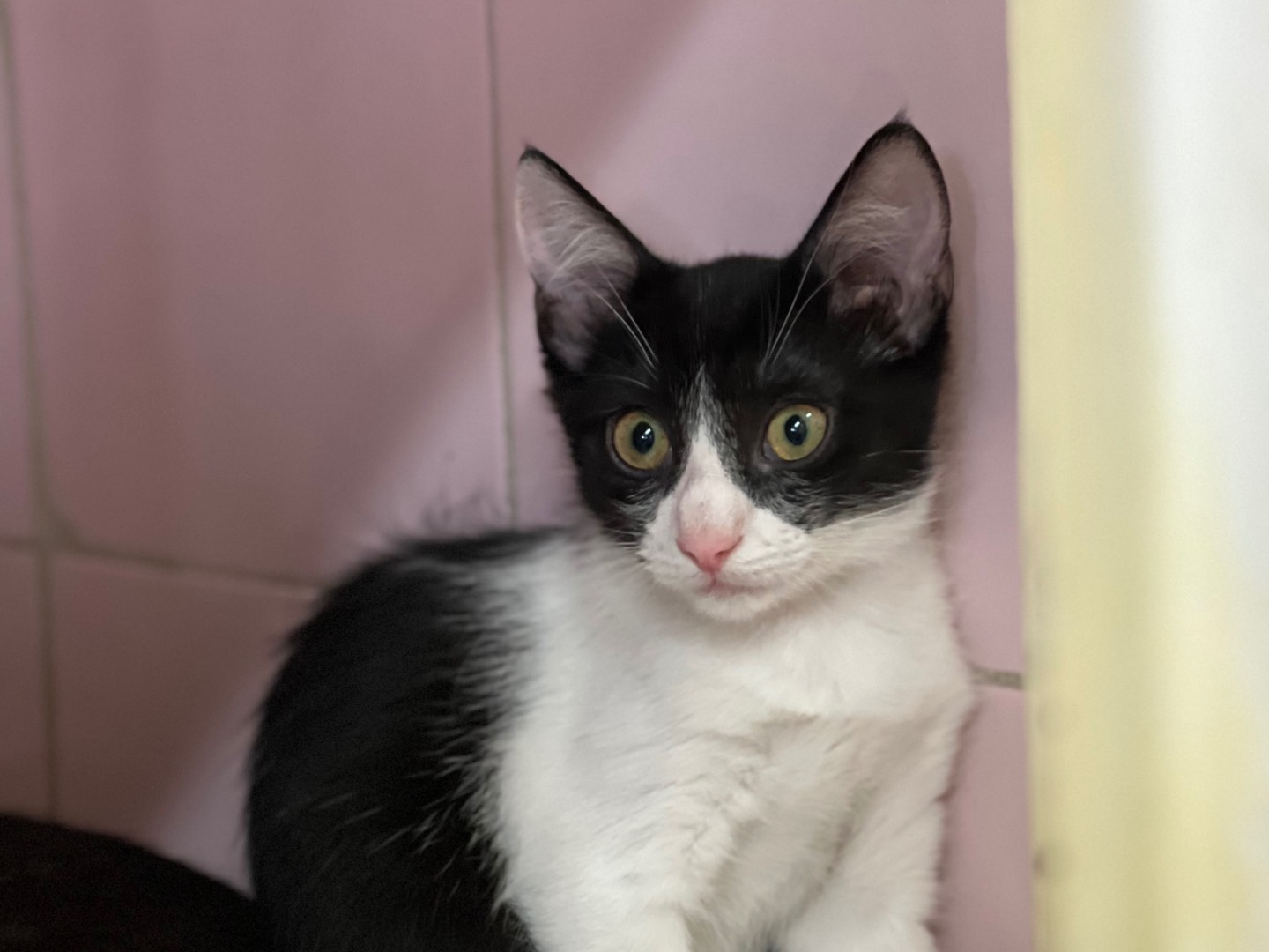 Adozione gatto, maschio, Razza sconosciuta Razza sconosciuta, 10 mesi, taglia non valida, Milano