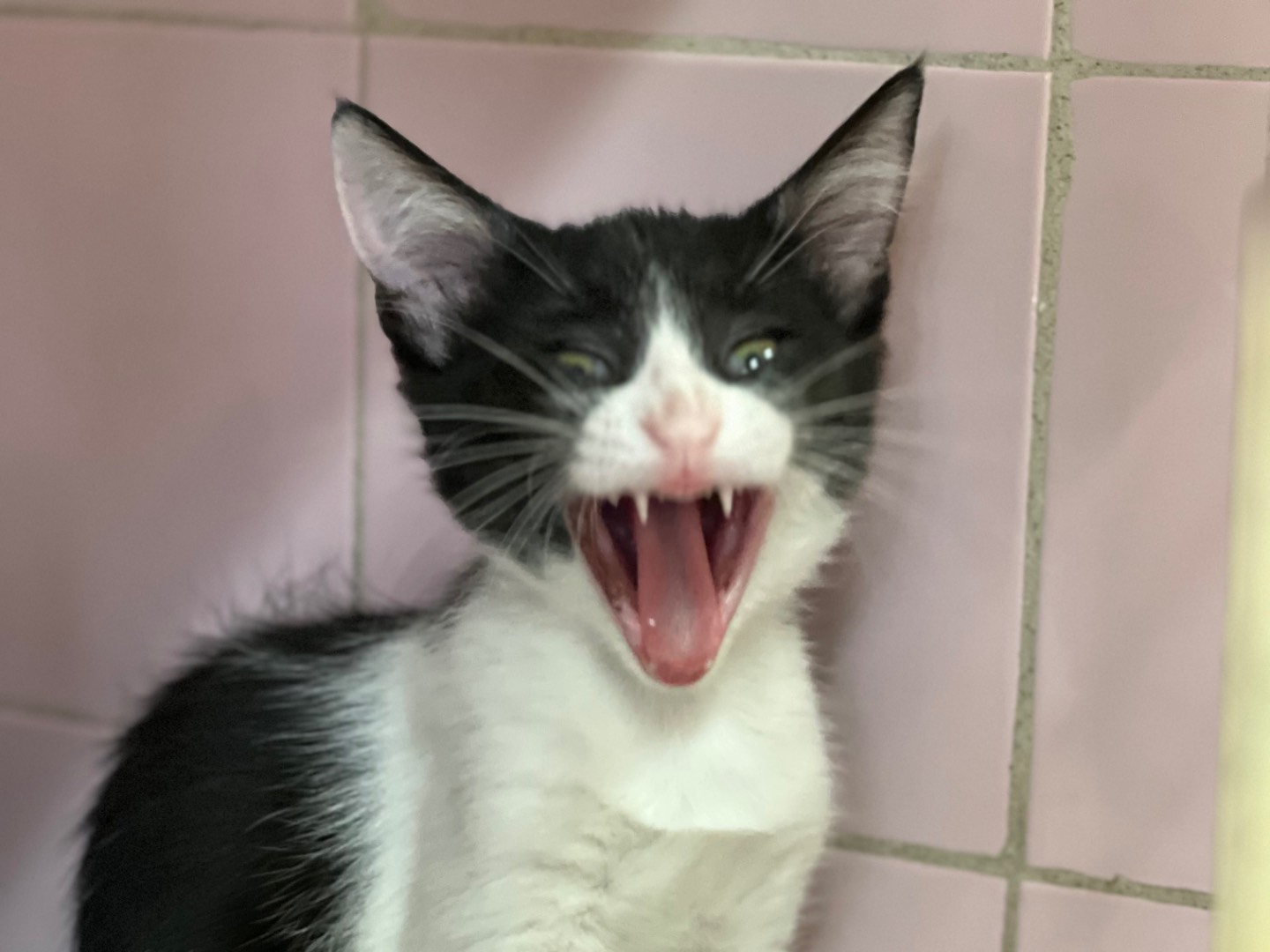 Adotta un gatto, maschio, 10 mesi, Milano