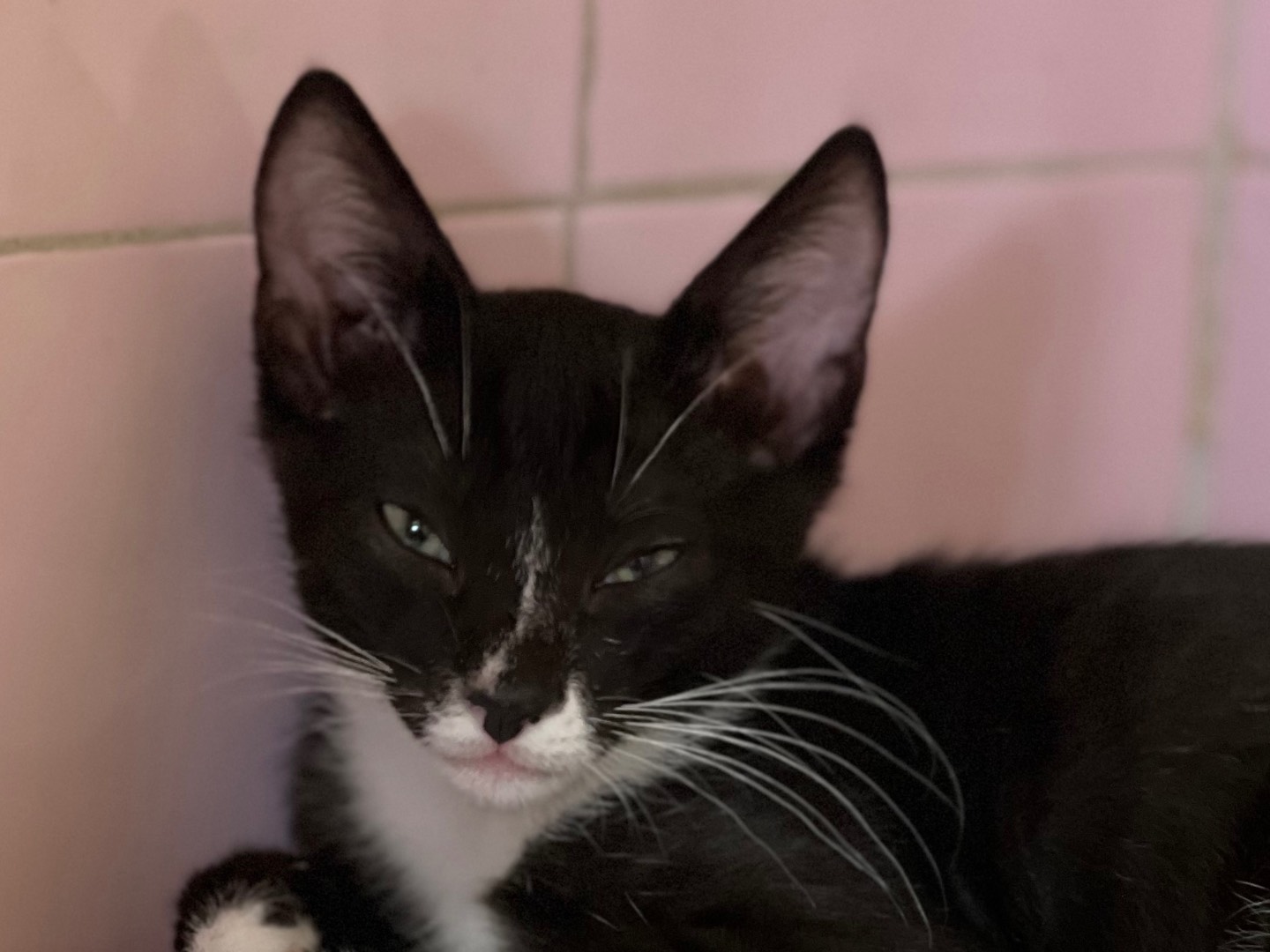 Vuoi adottare un gatto a Milano?