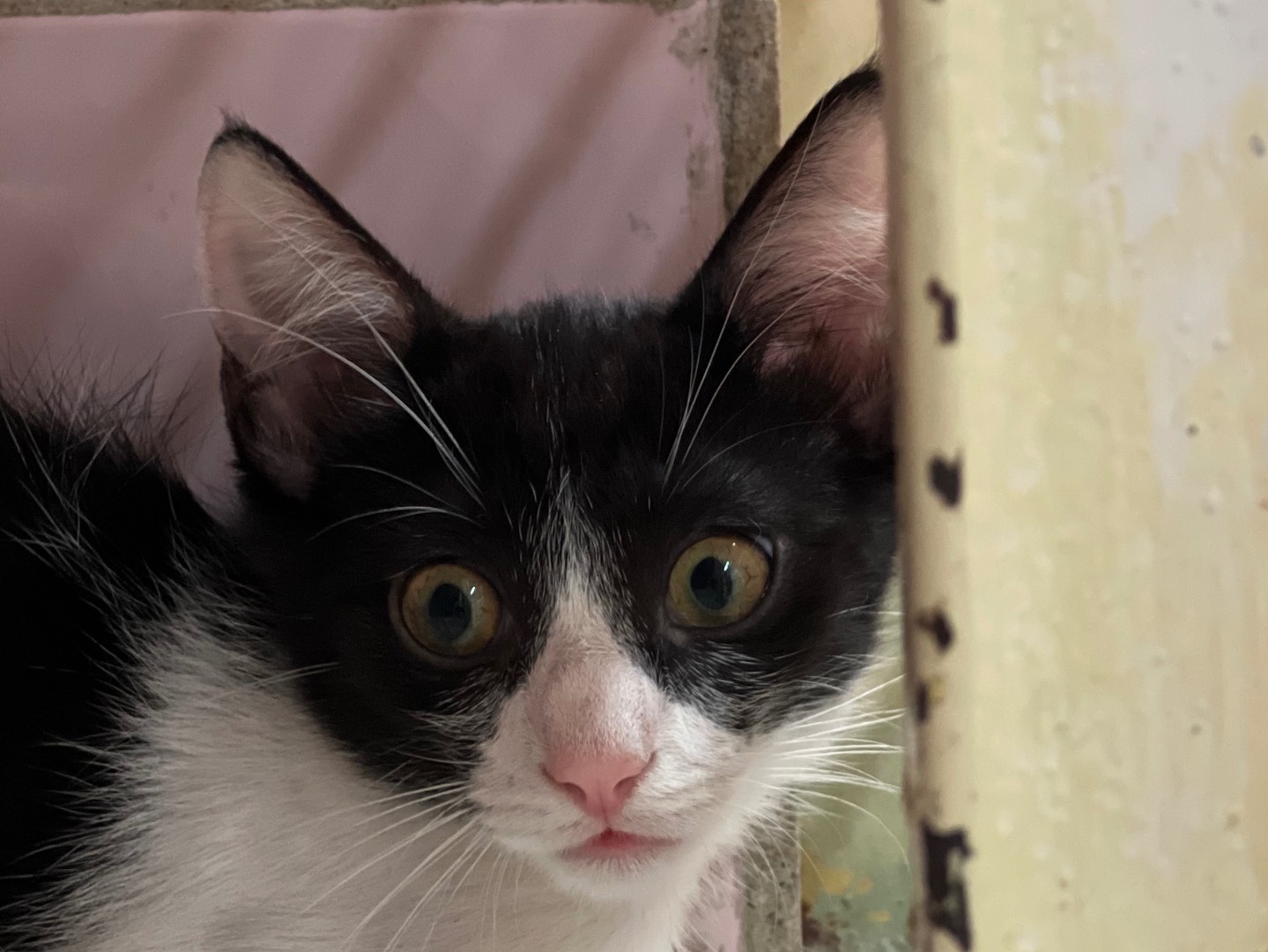 Adotta il gatto Texas e Arizona a Milano