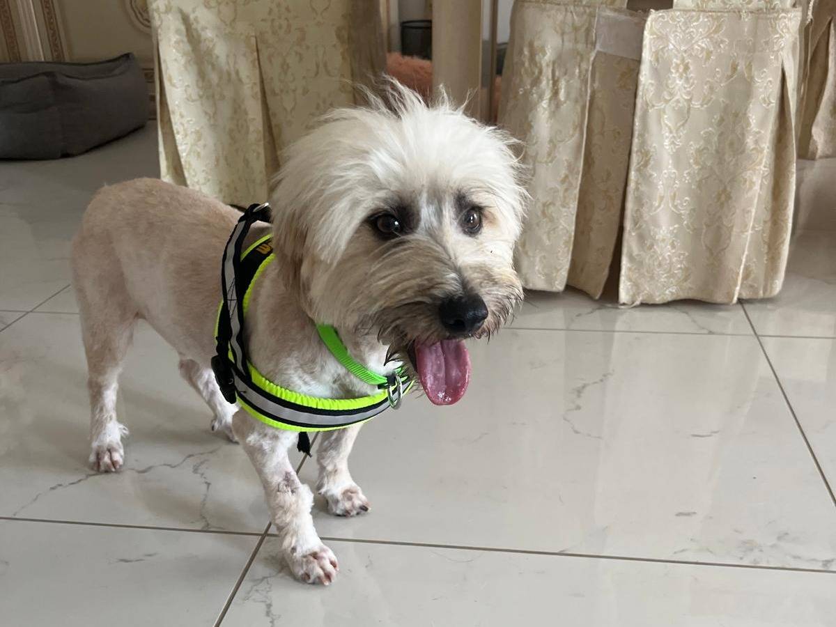 Adozione cane, maschio, Razza sconosciuta Razza sconosciuta, 2 anni, taglia piccola, Cosenza