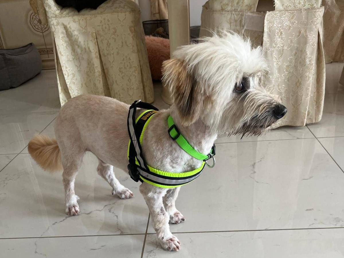 Adotta un cane, maschio, 2 anni, Cosenza