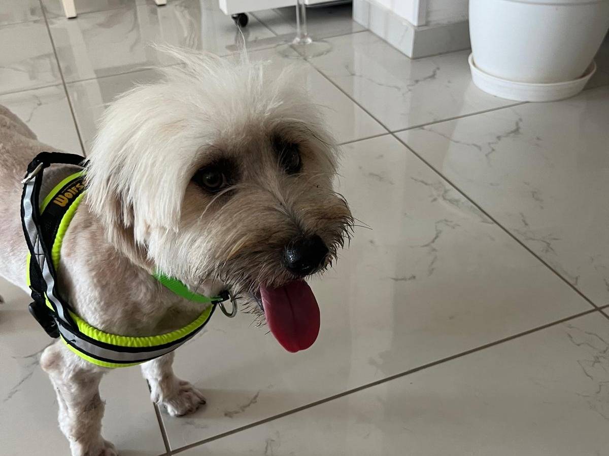 Adotta un cane, taglia piccola, maschio, Cosenza