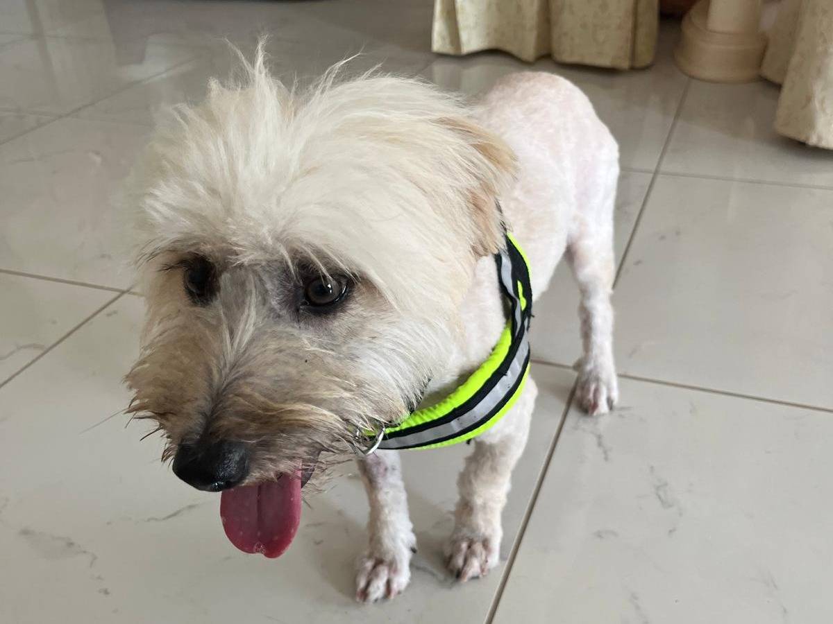 Adotta il cane Kokkò a Cosenza