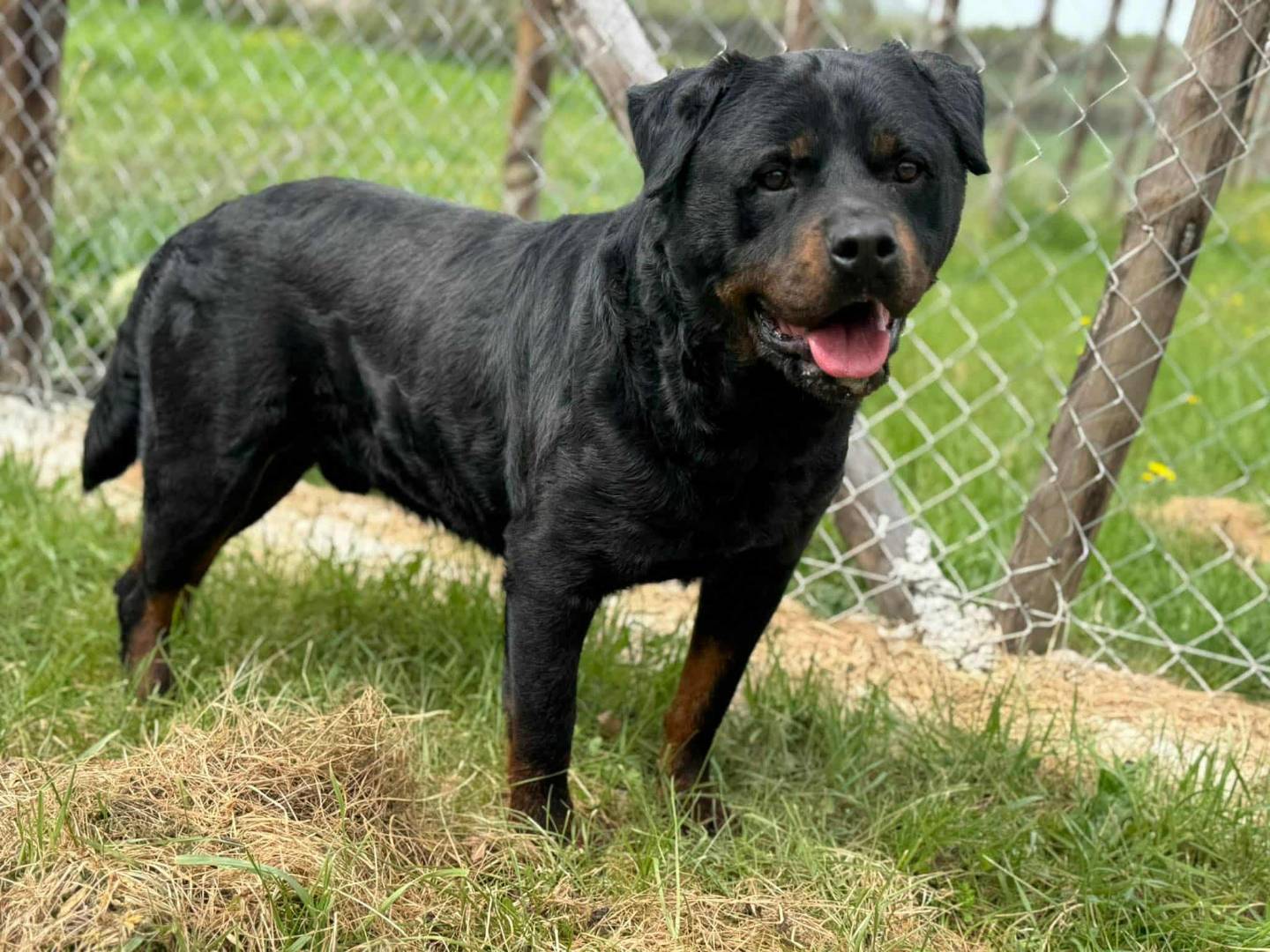 Adozione cane, maschio, Rottweiler Razza sconosciuta, 3 anni e 8 mesi, taglia gigante, Firenze