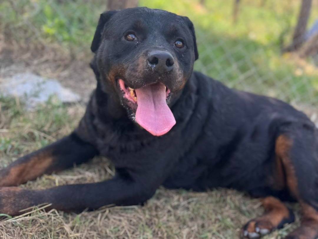 Adotta un cane, maschio, 3 anni e 8 mesi, Firenze