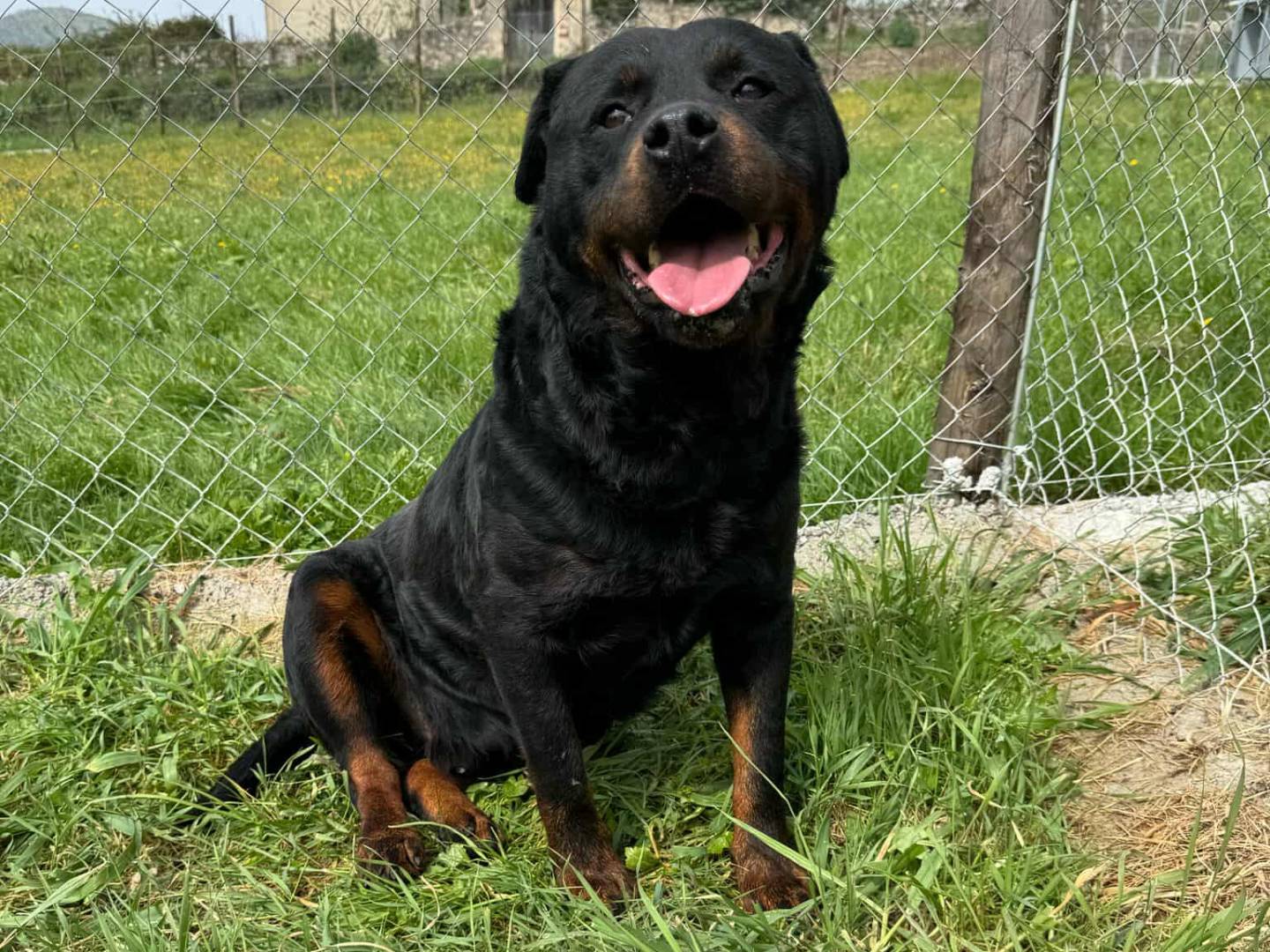 Adotta un cane, taglia gigante, maschio, Firenze