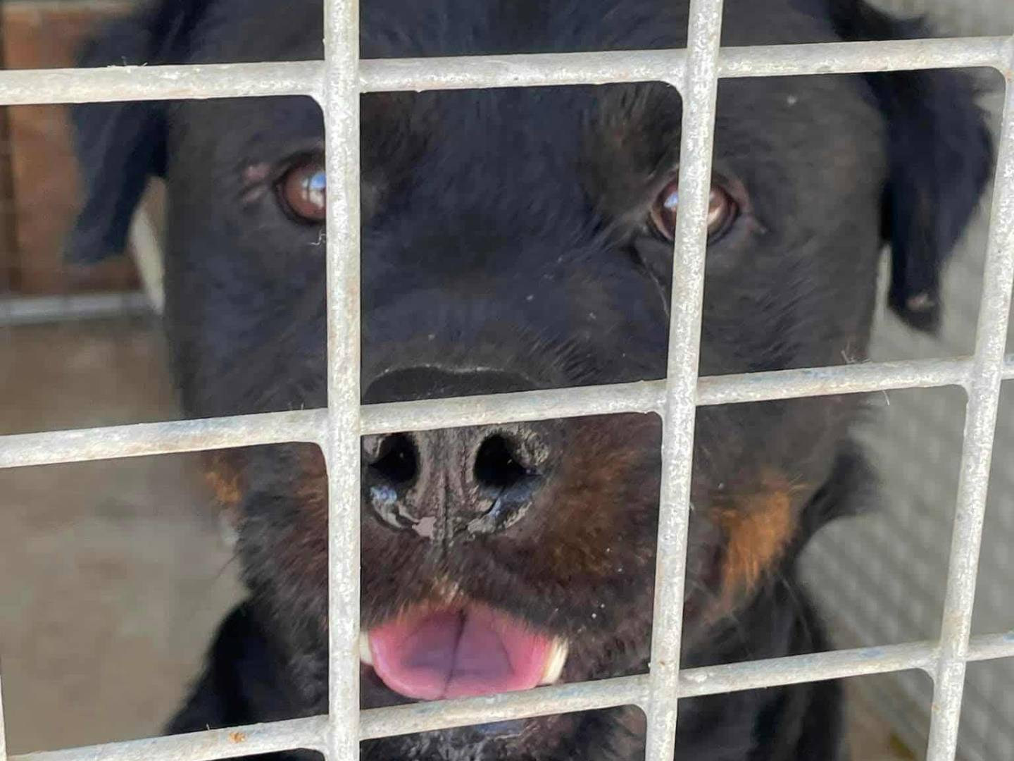 Vuoi adottare un cane a Firenze?