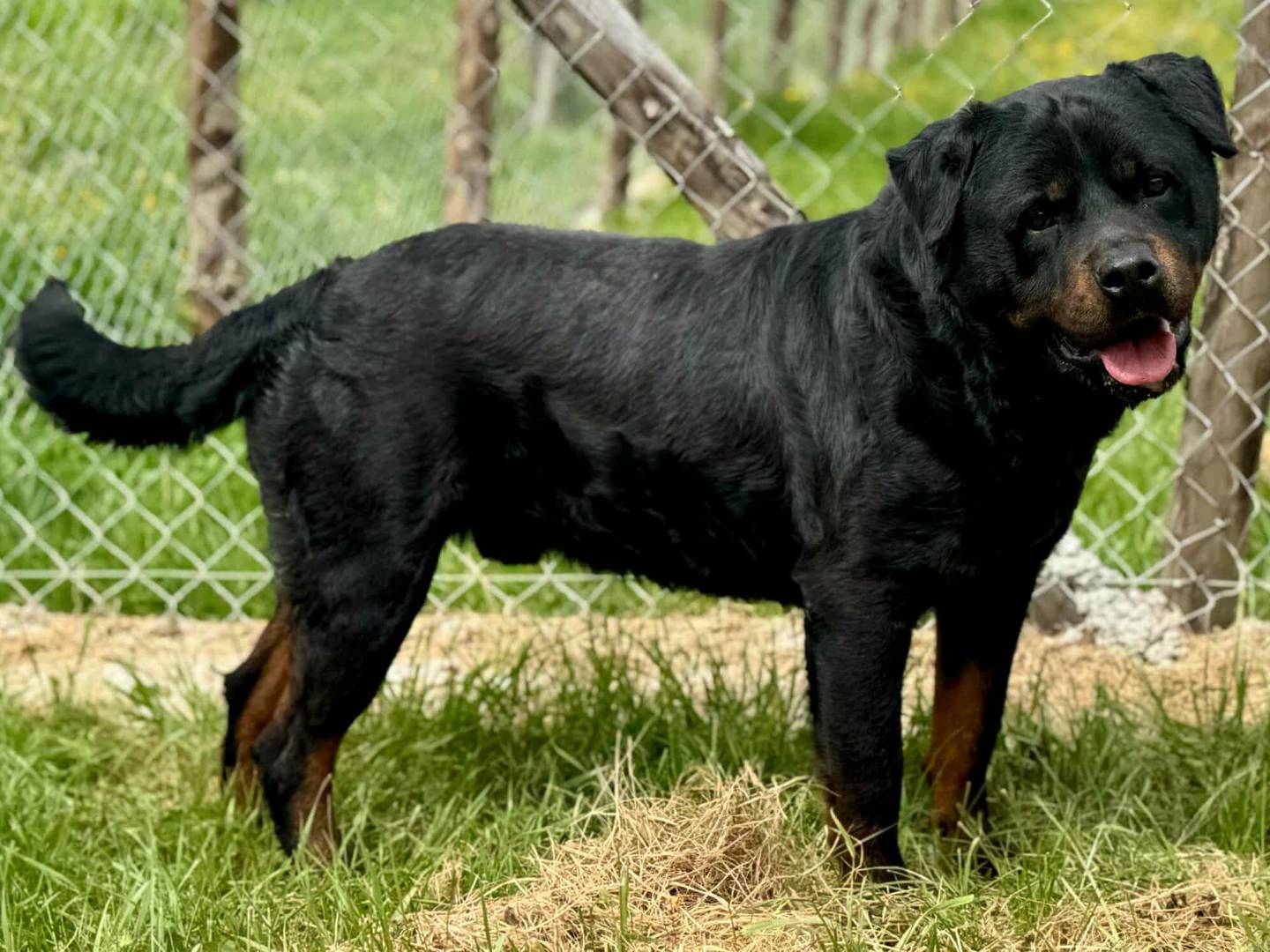 Adotta il cane THOR a Firenze