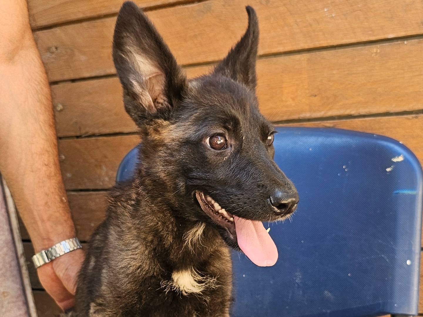 Adotta un cane, taglia media, femmina, Napoli