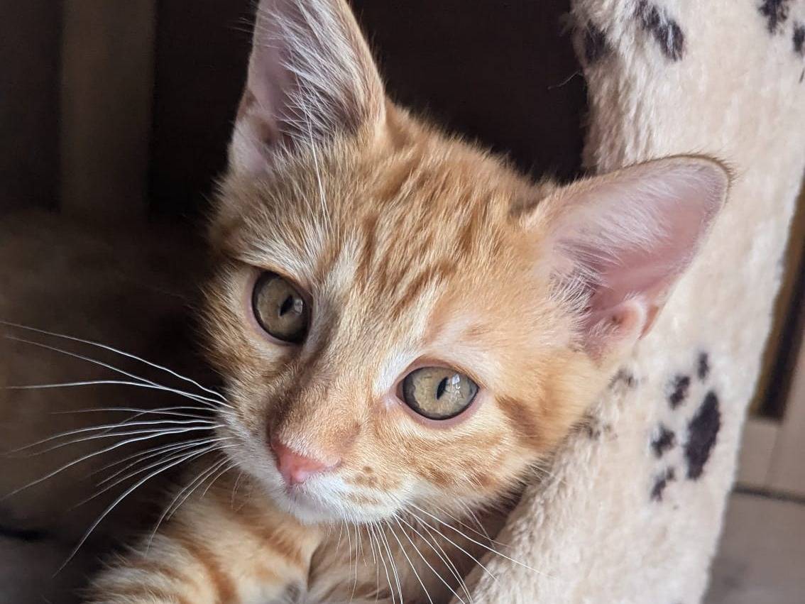 Adozione gatto, maschio, Razza sconosciuta Razza sconosciuta, 2 mesi, taglia non valida, Torino