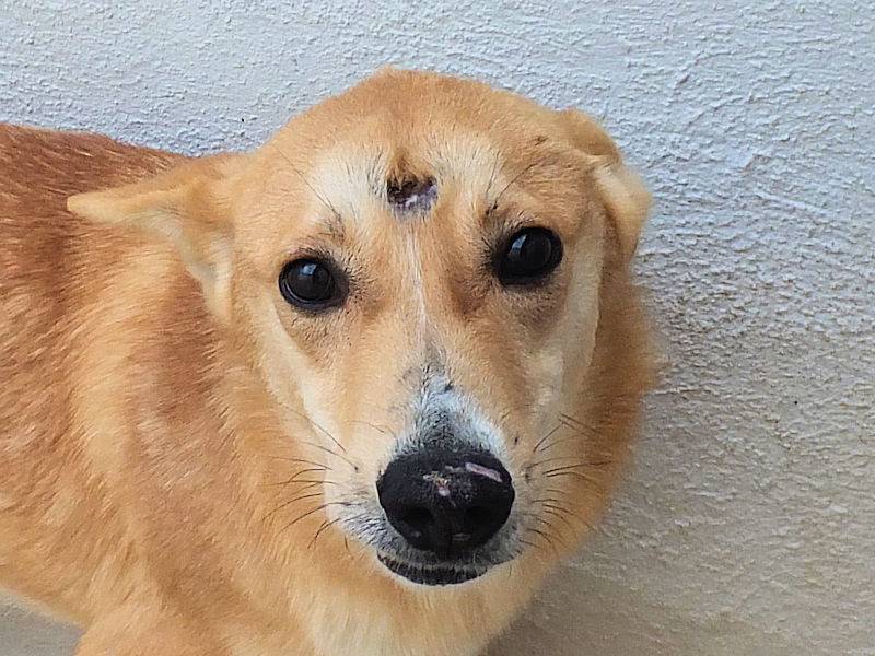 Adotta un cane, maschio, 1 anno e 8 mesi, Frosinone
