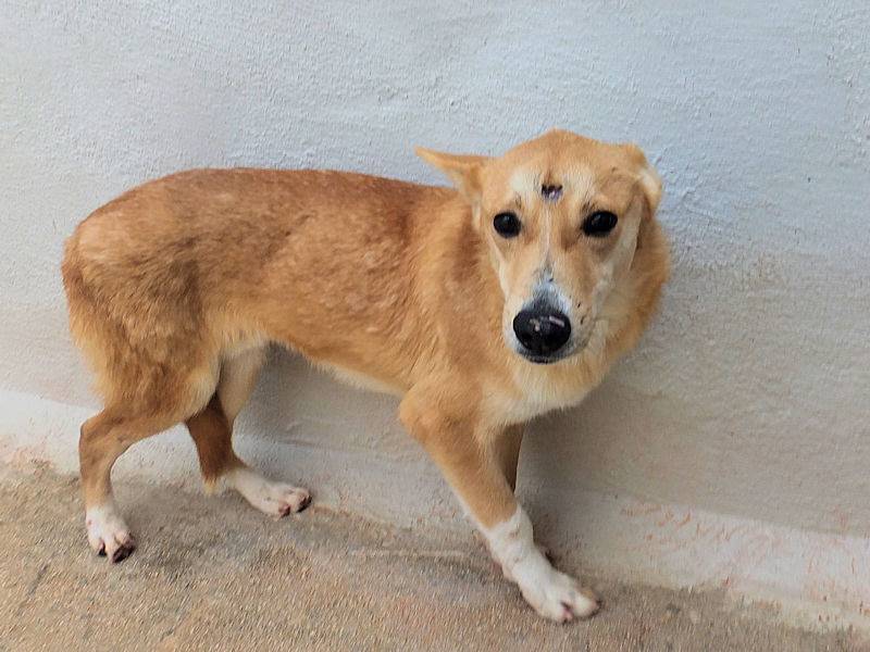 Adotta un cane, taglia media contenuta, maschio, Frosinone