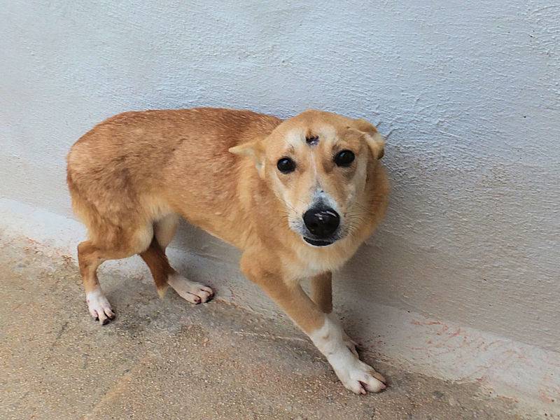 Vuoi adottare un cane a Frosinone?