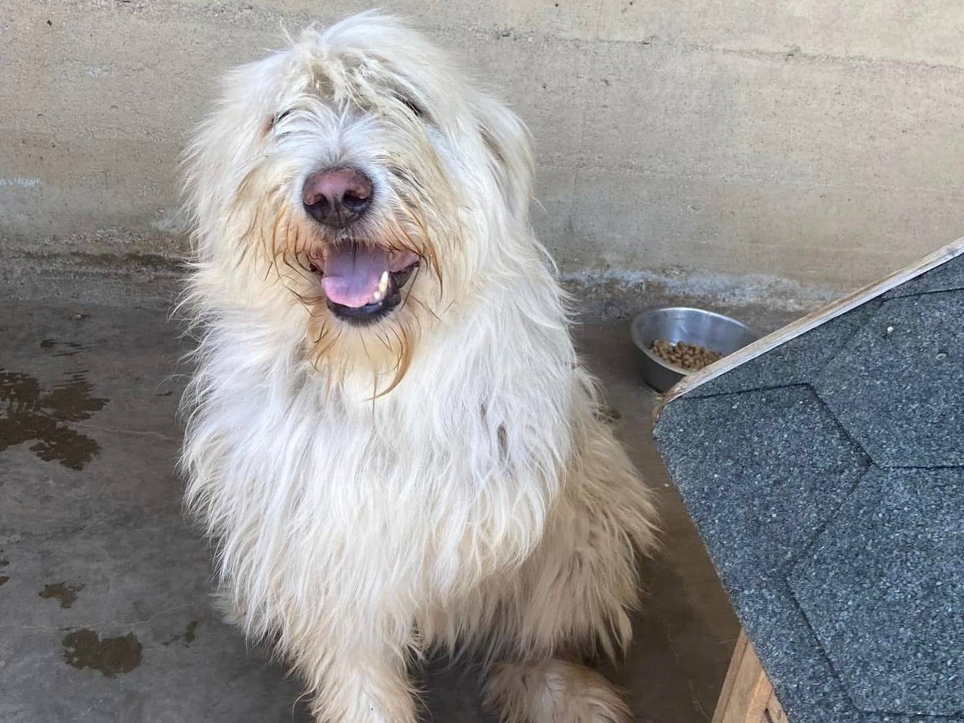 Adotta un cane, femmina, 6 anni e 6 mesi, Firenze