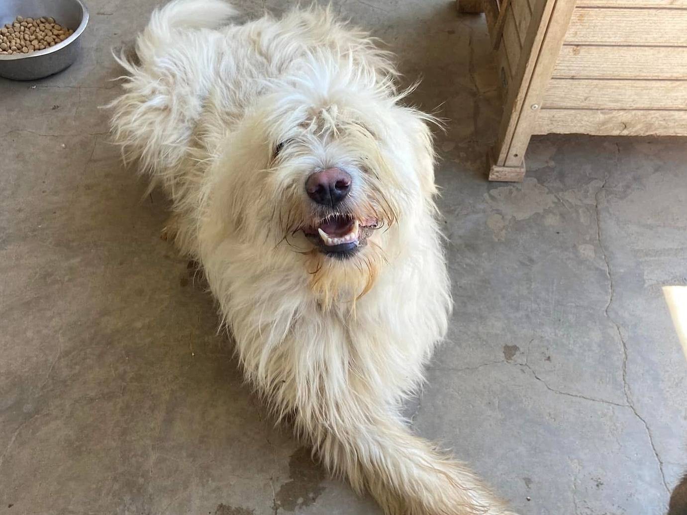 Adotta un cane, taglia gigante, femmina, Firenze