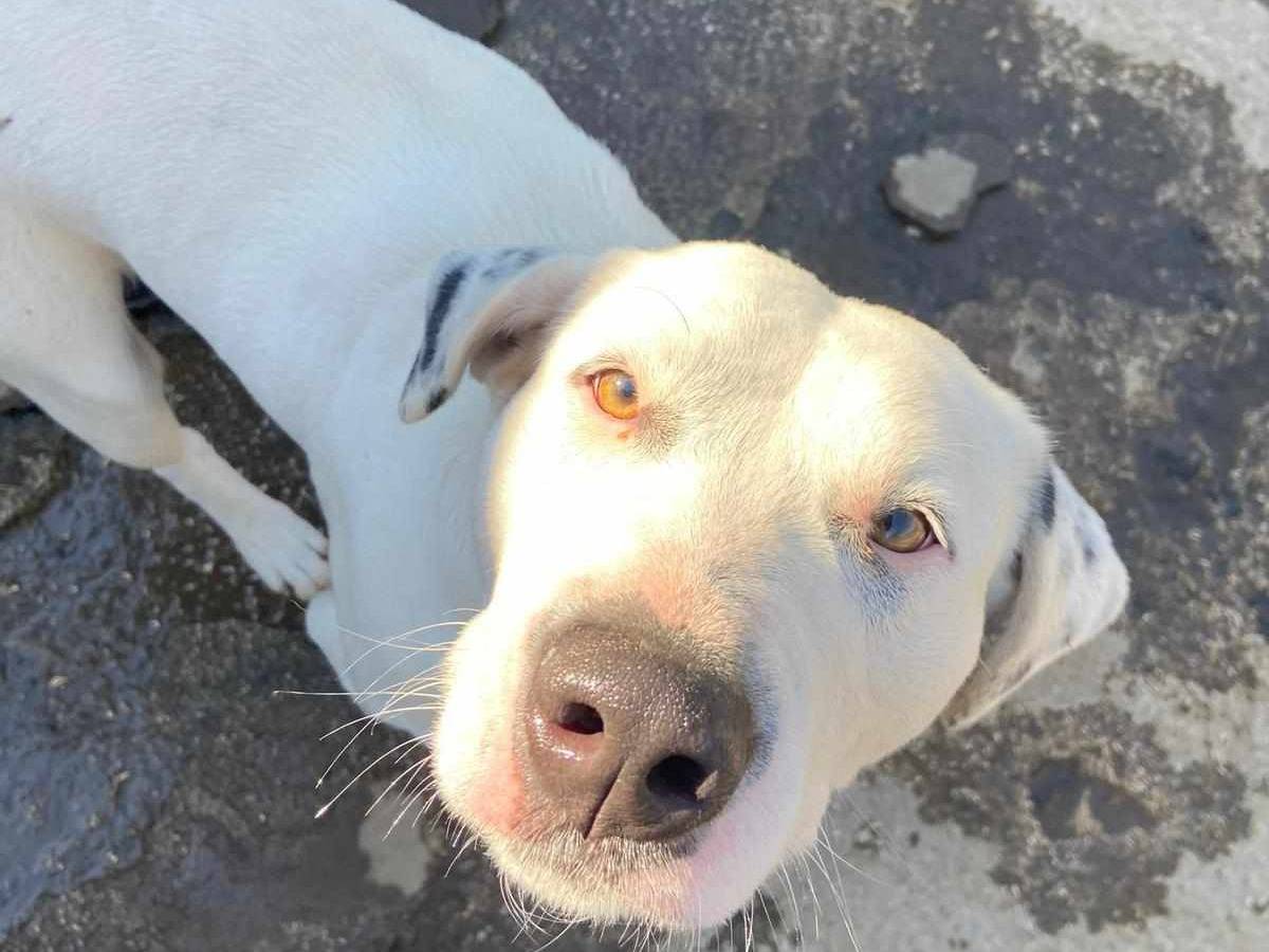 Adozione cane, femmina, Razza sconosciuta Razza sconosciuta, 3 anni e 2 mesi, taglia grande, Firenze