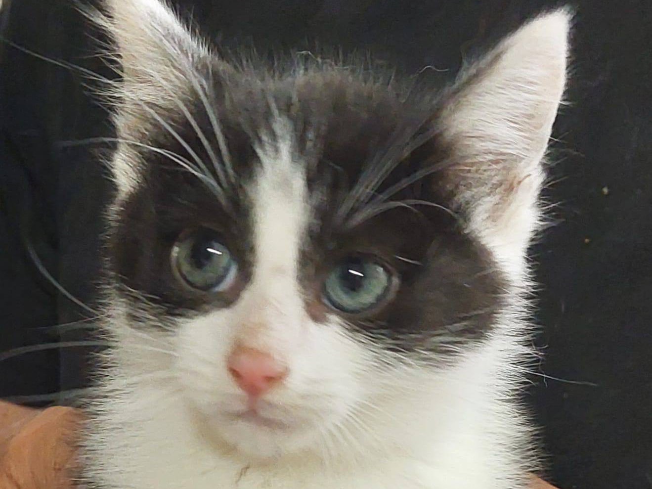 Vuoi adottare un gatto a Trento?