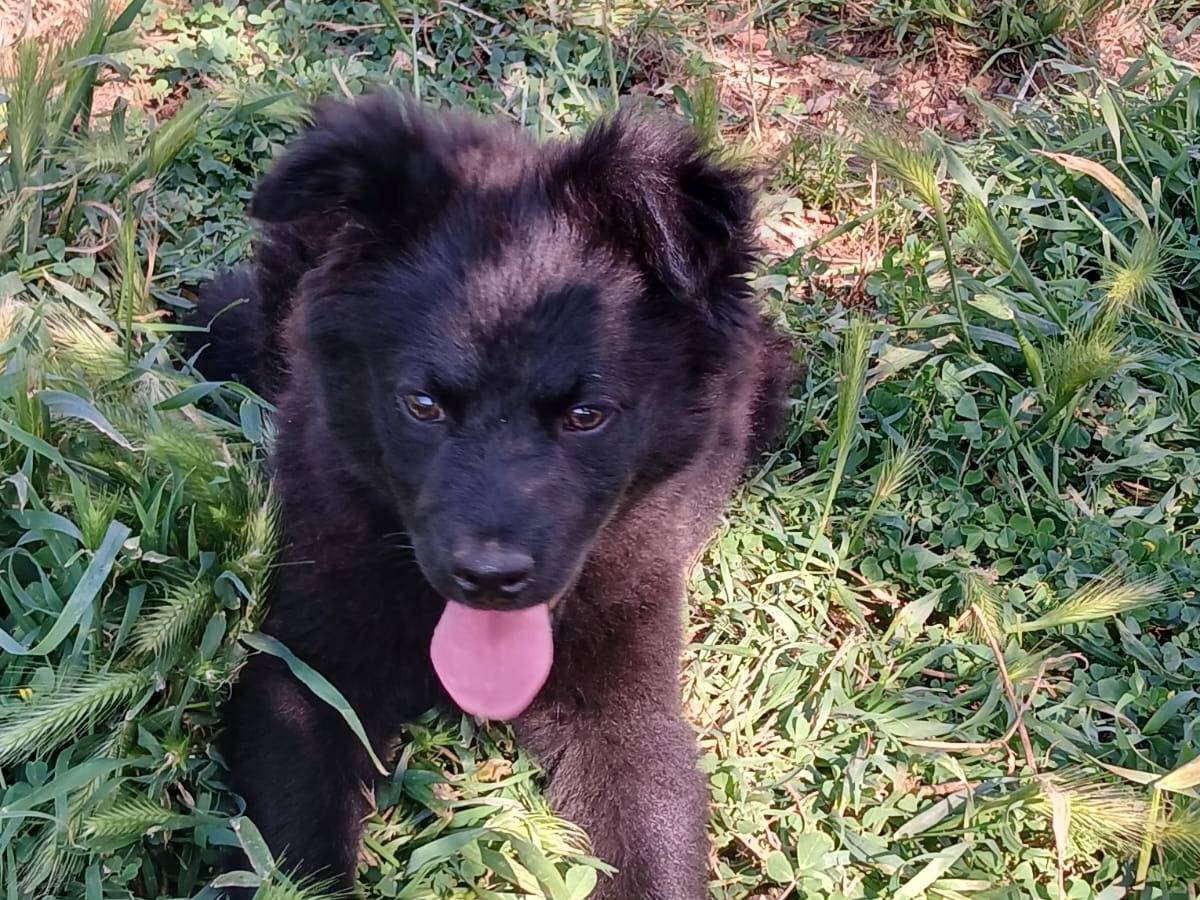 Adozione cane, femmina, Razza sconosciuta Razza sconosciuta, 5 mesi, taglia piccola, Bari