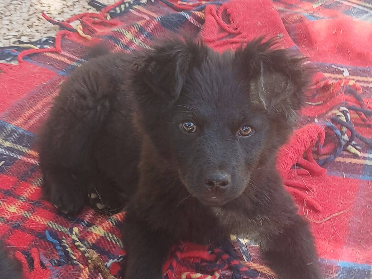 Adotta un cane, femmina, 5 mesi, Bari