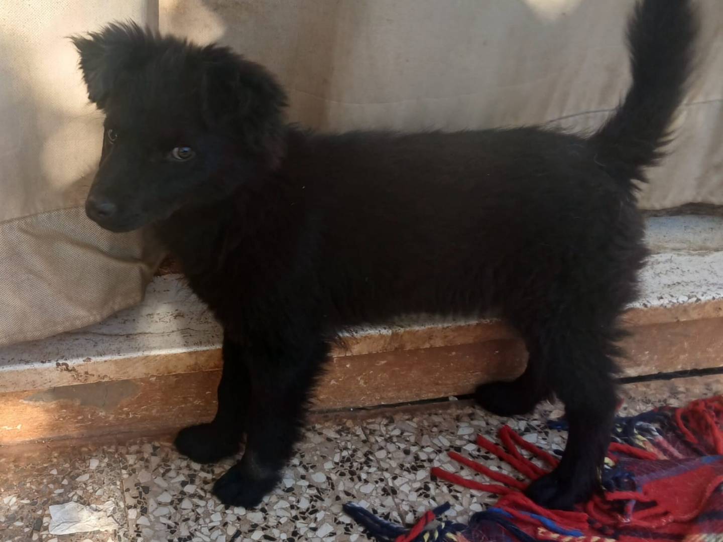 Adotta un cane, taglia piccola, femmina, Bari