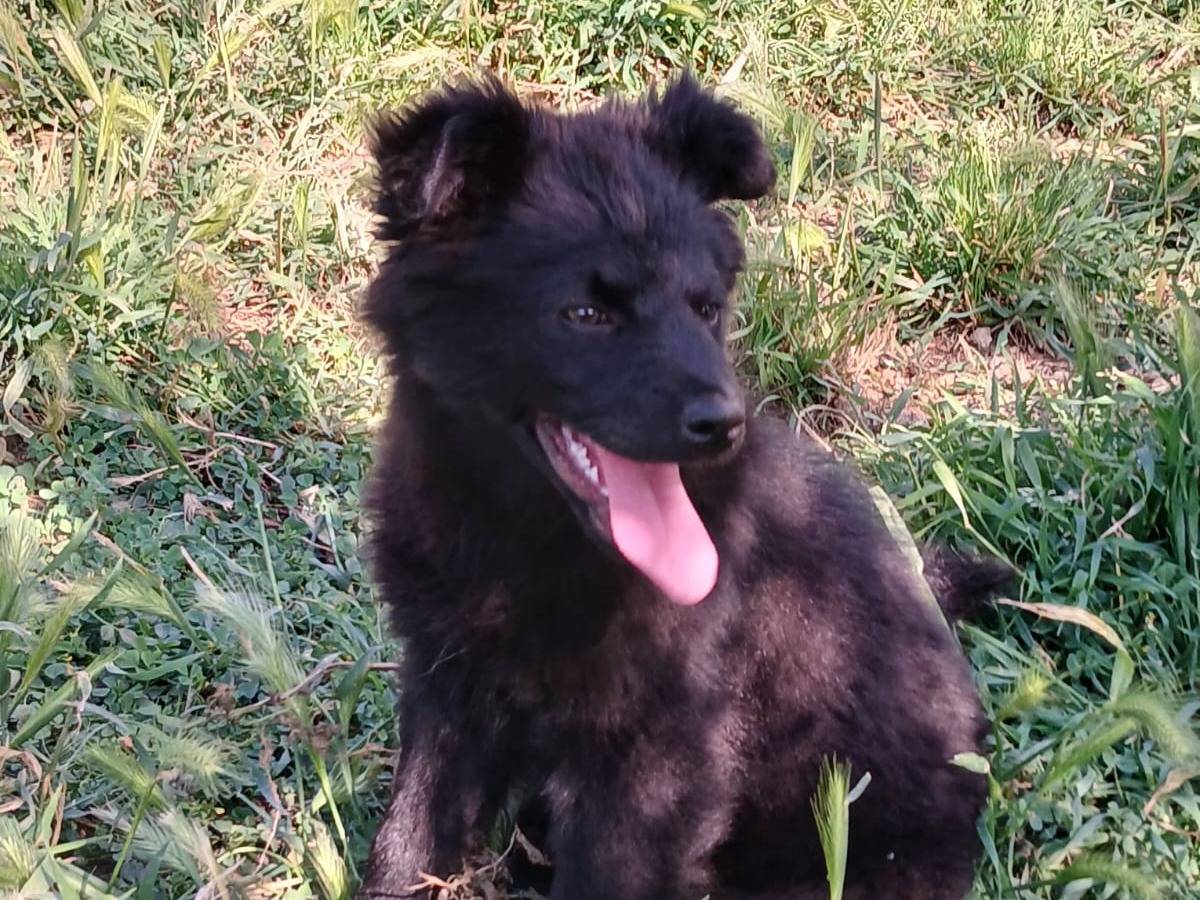 Vuoi adottare un cane a Bari?