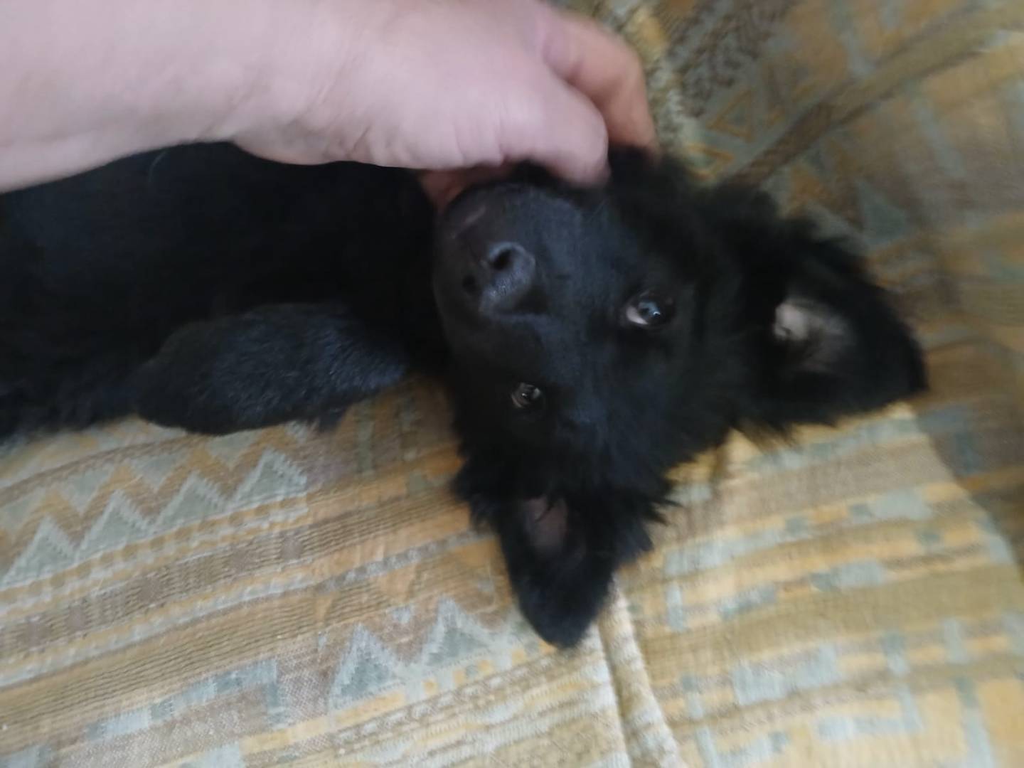 Adotta il cane Alba a Bari