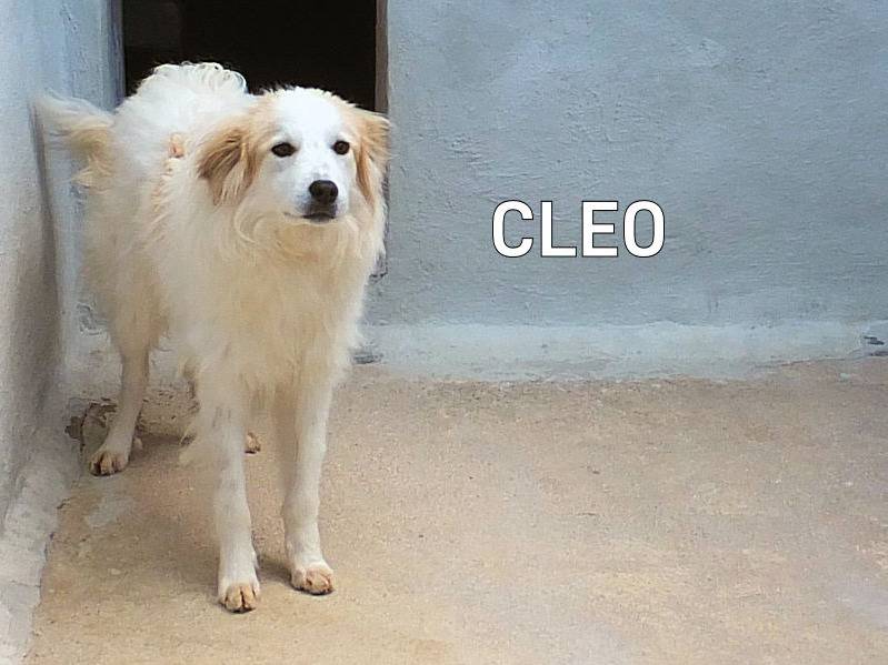 Adozione cane, femmina, Razza sconosciuta Razza sconosciuta, 2 anni e 3 mesi, taglia media, Frosinone