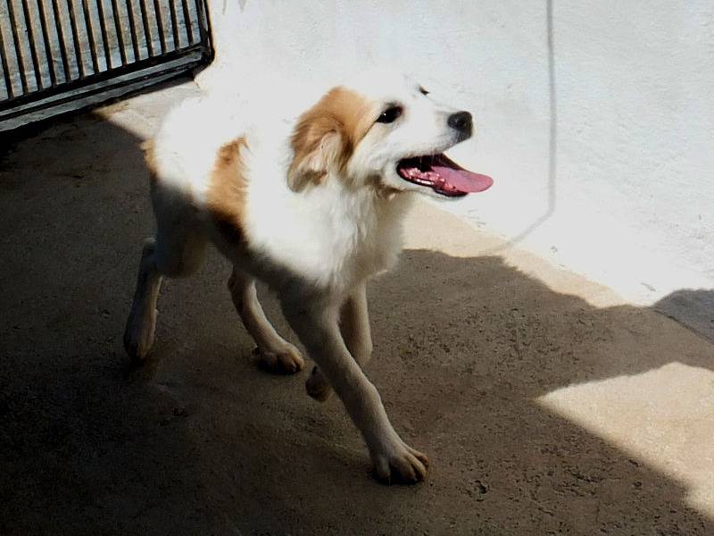Adotta il cane CLEO a Frosinone