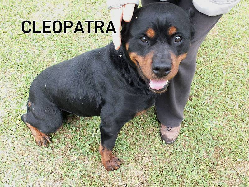 Adozione cane, femmina, Rottweiler Razza sconosciuta, 9 anni e 10 mesi, taglia grande, Frosinone