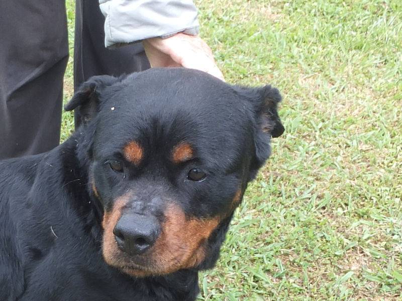 Adotta un cane, femmina, 9 anni e 10 mesi, Frosinone