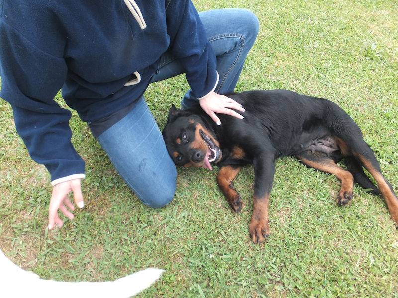 Adotta un cane, taglia grande, femmina, Frosinone