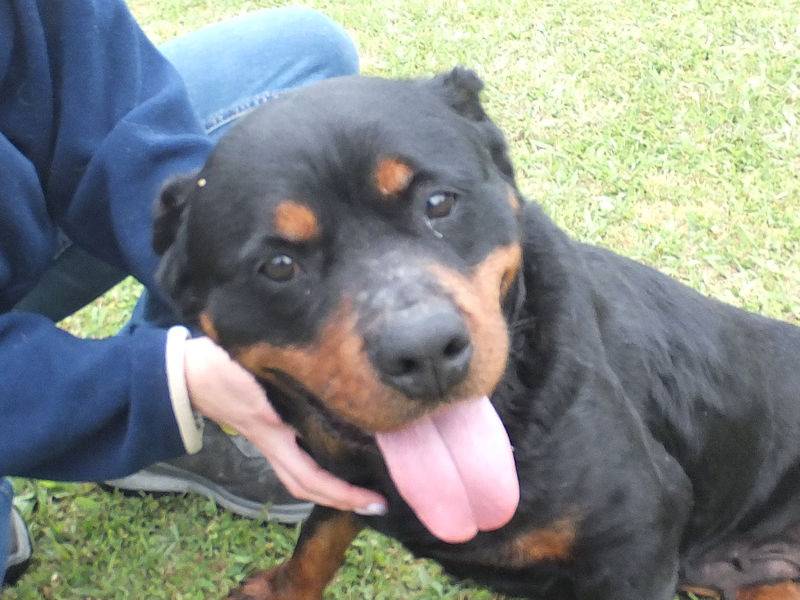 Vuoi adottare un cane a Frosinone?