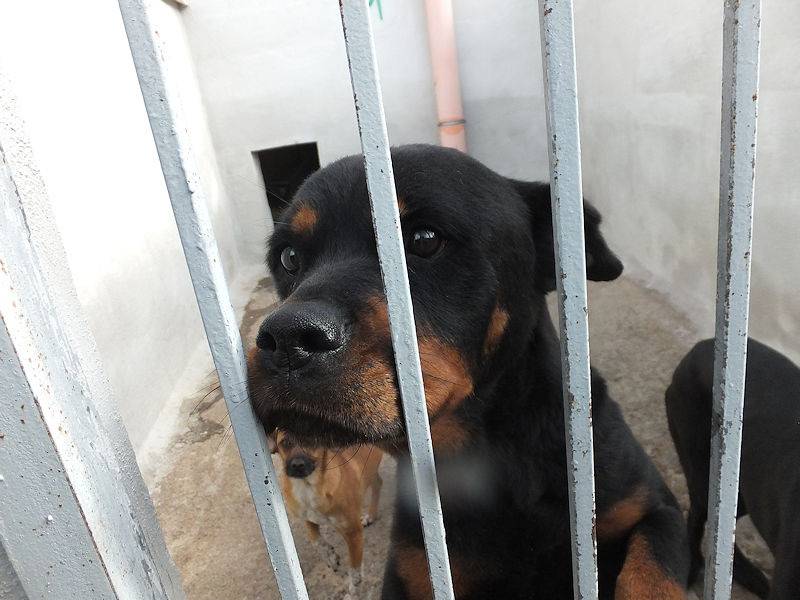 Adotta il cane CLEOPATRA a Frosinone