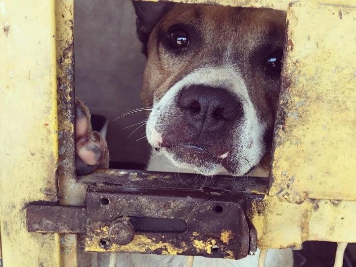 Adozione cane, maschio, Razza sconosciuta Razza sconosciuta, 4 anni e 11 mesi, taglia media, Firenze