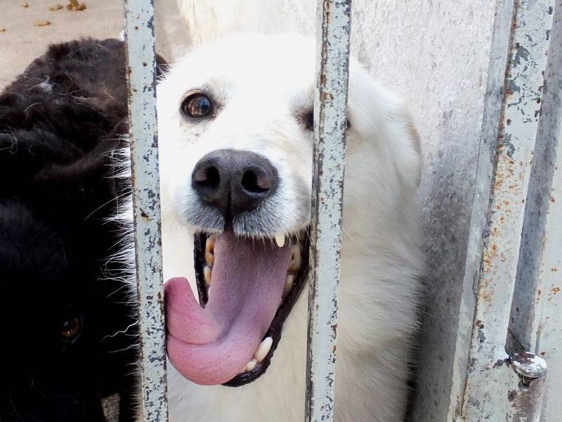 Adotta un cane, maschio, 9 anni e 10 mesi, Frosinone