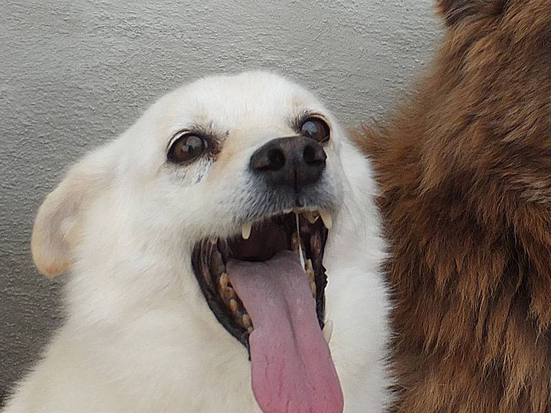 Adotta un cane, taglia media, maschio, Frosinone