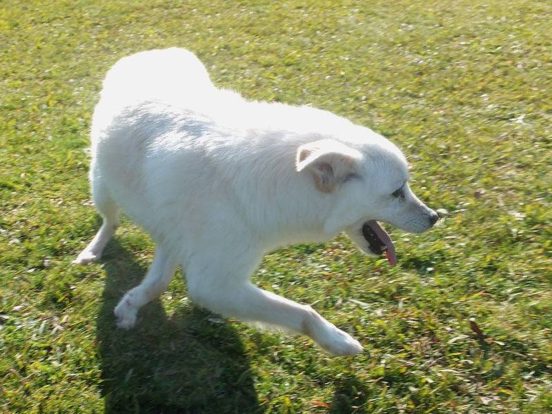 Vuoi adottare un cane a Frosinone?