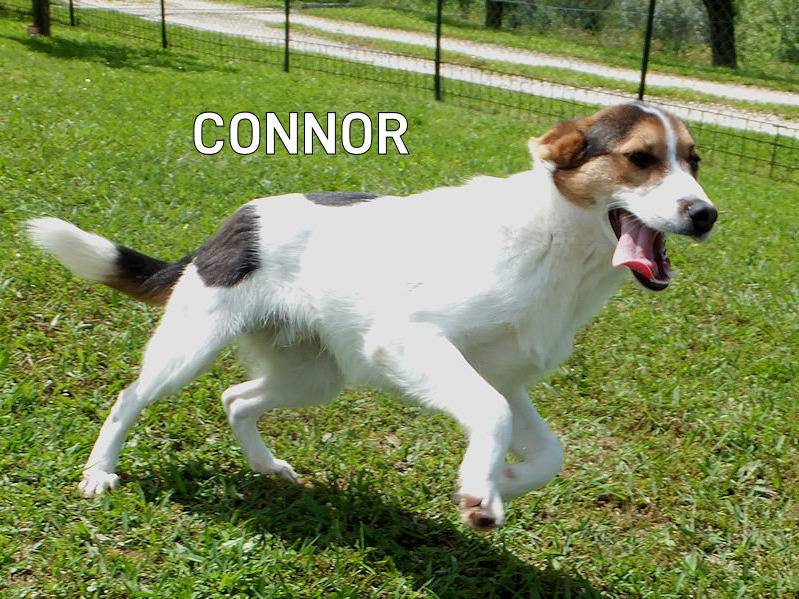 Adozione cane, maschio, Bracco Breton, 4 anni e 3 mesi, taglia media, Frosinone