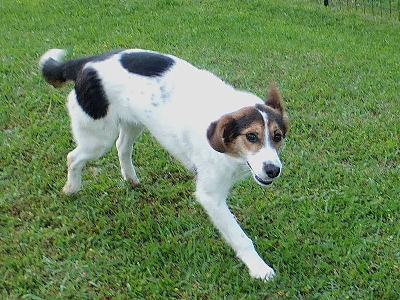 Adotta un cane, maschio, 4 anni e 3 mesi, Frosinone