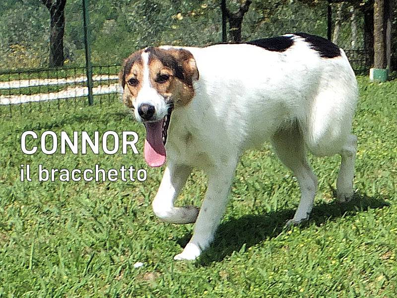 Adotta un cane, taglia media, maschio, Frosinone