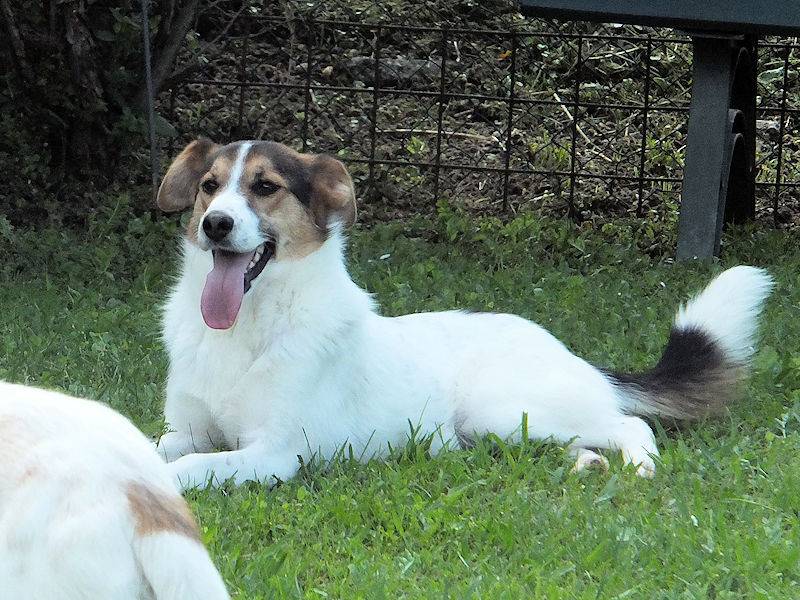 Adotta il cane CONNOR a Frosinone