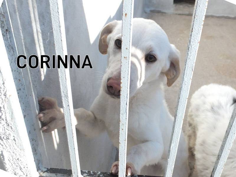 Adozione cane, femmina, Razza sconosciuta Razza sconosciuta, 2 anni e 4 mesi, taglia media, Frosinone