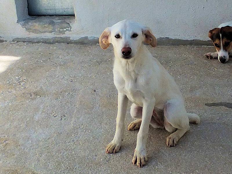 Adotta un cane, femmina, 2 anni e 4 mesi, Frosinone