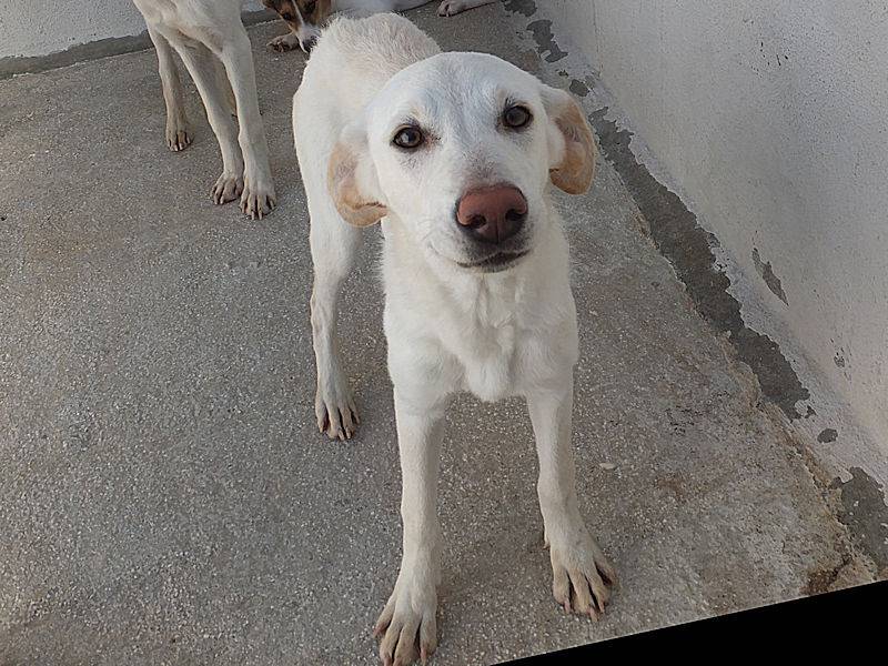 Adotta un cane, taglia media, femmina, Frosinone