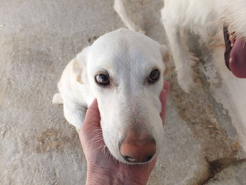 Vuoi adottare un cane a Frosinone?