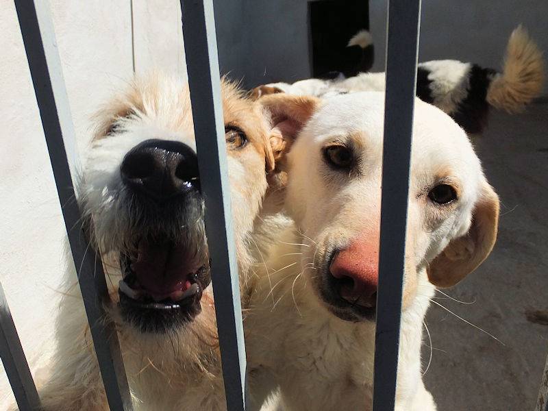 Adotta il cane CORINNA a Frosinone