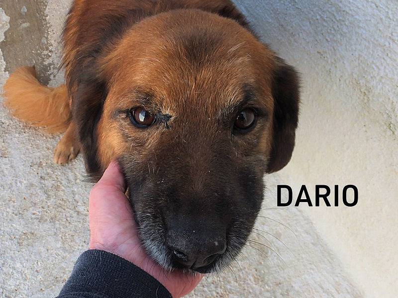 Adozione cane, maschio, Golden Retriever Razza sconosciuta, 4 anni e 1 mese, taglia media, Frosinone