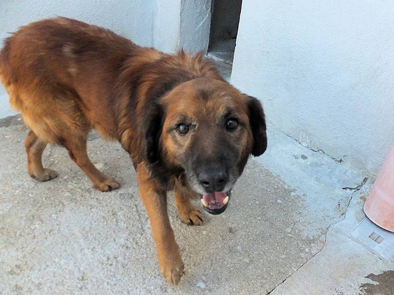Adotta un cane, maschio, 4 anni e 1 mese, Frosinone