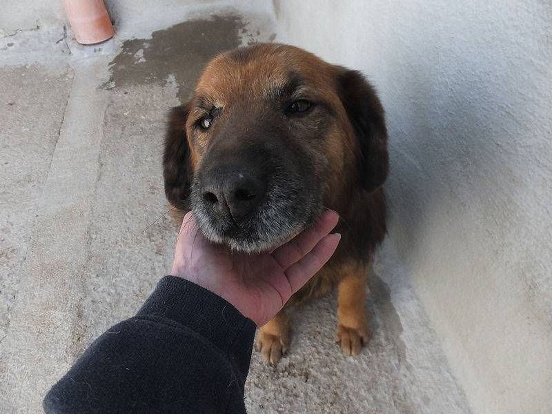 Adotta un cane, taglia media, maschio, Frosinone